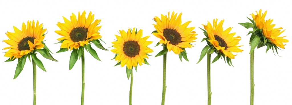 Sunflowers: The Symbol of Peace
